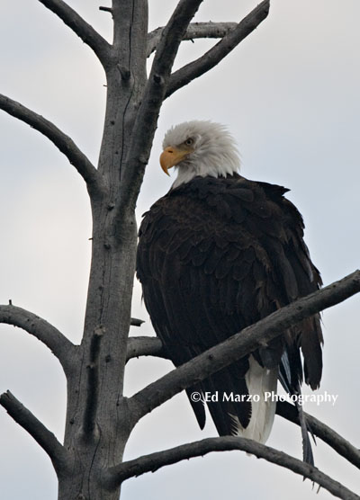 bald eagle watching the river